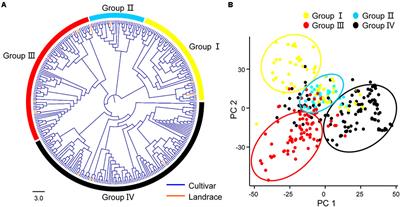 Genome-Wide Association Studies Reveal Genetic Variation and Candidate Genes of Drought Stress Related Traits in Cotton (Gossypium hirsutum L.)